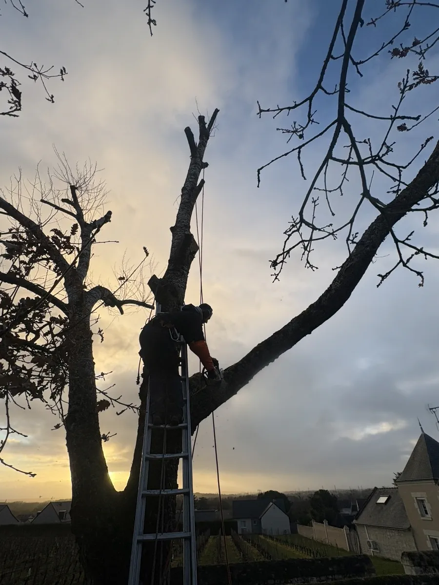 Intervention d'élagage Perru Élagage à Saumur