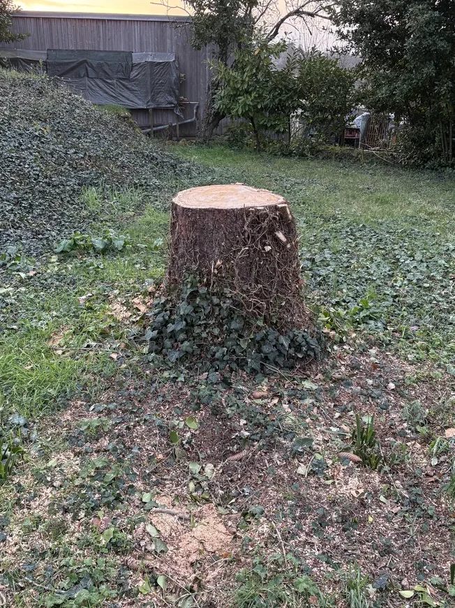Souche d'arbre à retirer